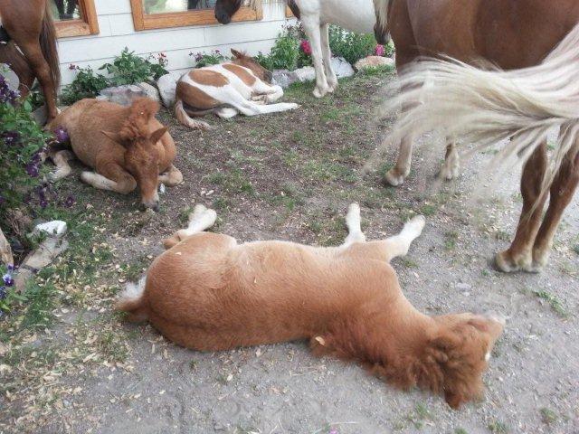 foals napping on a hot afternoon